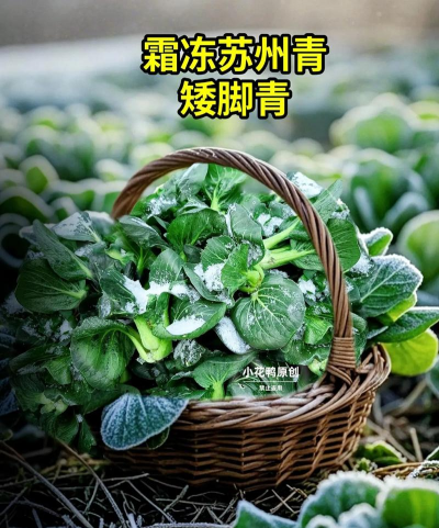 苏州青冬天可以种吗