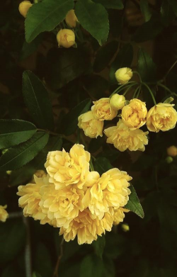 黄色的花都有什么花