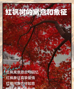 红枫树寓意