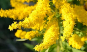 魔鬼之花是什么花