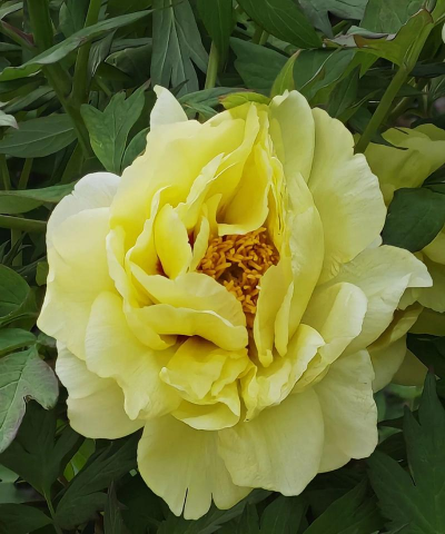 黄色花朵都有什么花