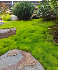 小众送妈妈的花有哪些花