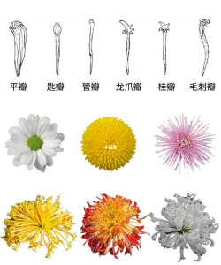 小众送妈妈的花有哪些花