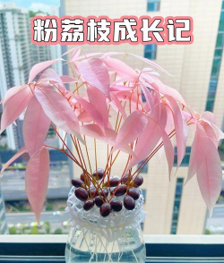 小众送妈妈的花有哪些花