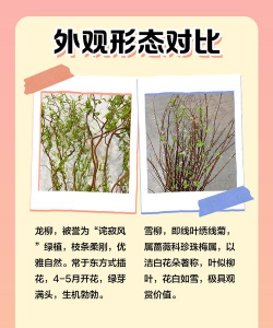 小众送妈妈的花有哪些花