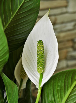 小众送妈妈的花有哪些花