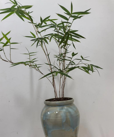 小众送妈妈的花有哪些花