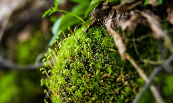 小众送妈妈的花有哪些花