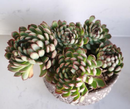 小众送妈妈的花有哪些花