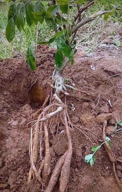 小众送妈妈的花有哪些花