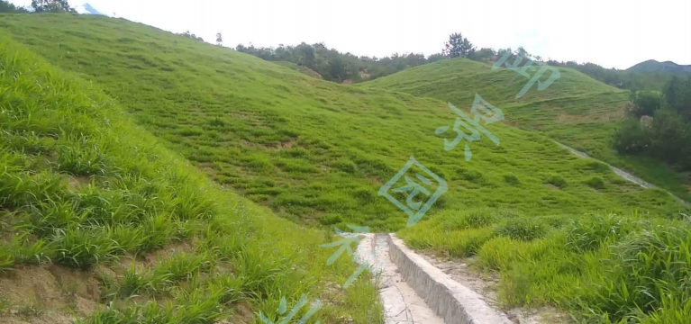 广西护坡草种