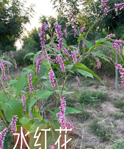 小众送妈妈的花有哪些花