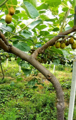 小众送妈妈的花有哪些花