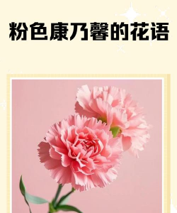 小众送妈妈的花有哪些花