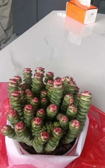 小众送妈妈的花有哪些花