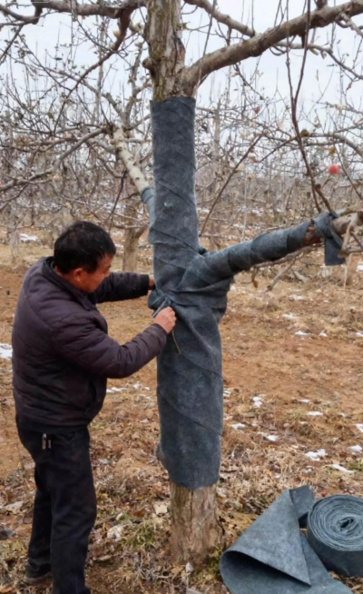 小众送妈妈的花有哪些花