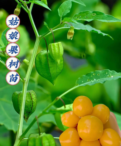 姑娘果树可以长几年