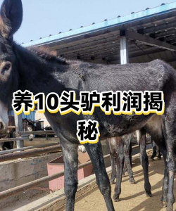 养多少头驴才有补贴