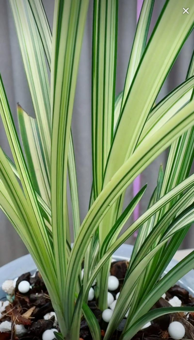 兰花是什么植物