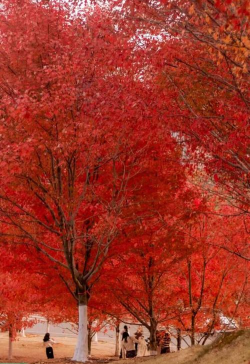 小众送妈妈的花有哪些花