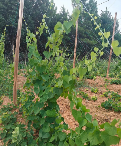 粉防己适合什么地方种植