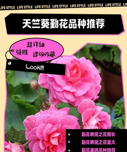 小众送妈妈的花有哪些花