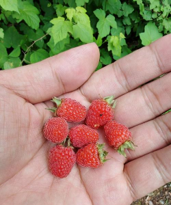 小众送妈妈的花有哪些花