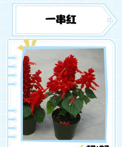 小众送妈妈的花有哪些花