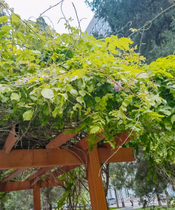 小众送妈妈的花有哪些花