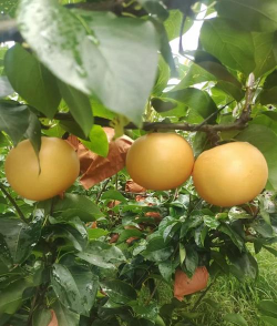 秋月梨几年才能挂果