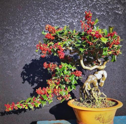 小众送妈妈的花有哪些花