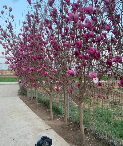 春天都有什么树