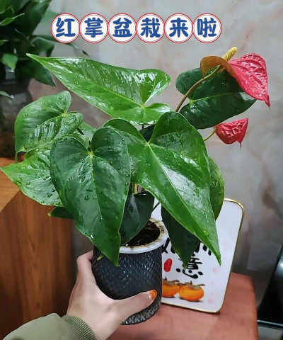 小众送妈妈的花有哪些花