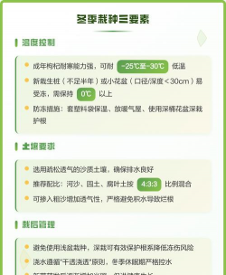 小众送妈妈的花有哪些花