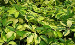 小众送妈妈的花有哪些花