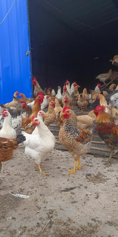 小众送妈妈的花有哪些花