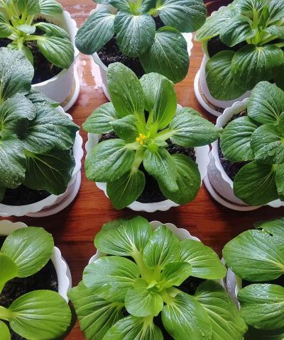 上海青冬天可以种植吗