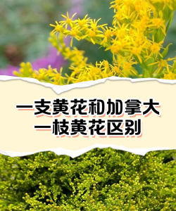 一只黄花和加拿大一只黄花的区别