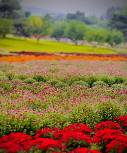 小众送妈妈的花有哪些花