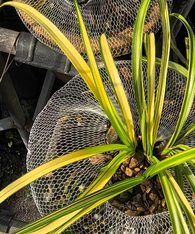 小众送妈妈的花有哪些花