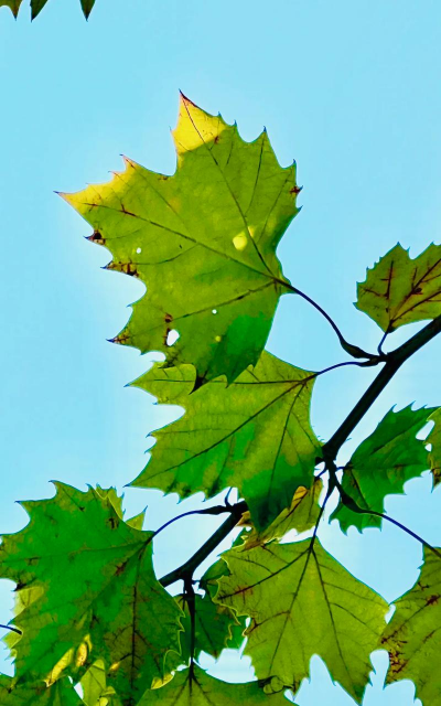 小众送妈妈的花有哪些花