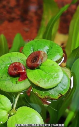 小众送妈妈的花有哪些花