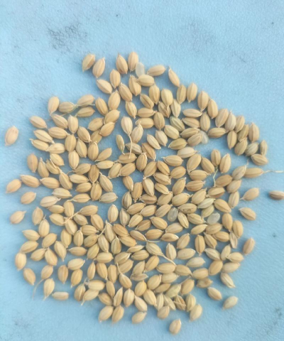 小众送妈妈的花有哪些花