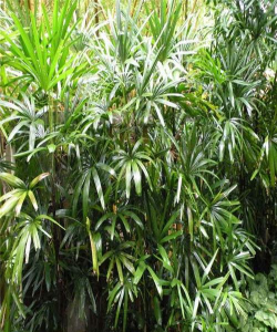 小众送妈妈的花有哪些花