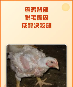 母鸡掉毛怎么回事