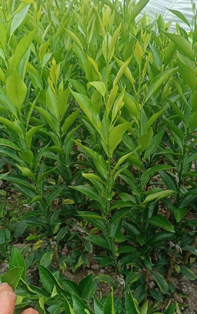 陈皮柑的种植技术与管理方法