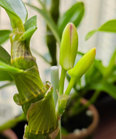 小众送妈妈的花有哪些花