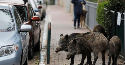 小众送妈妈的花有哪些花