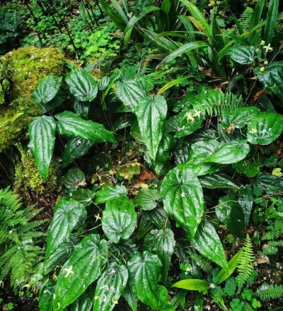 淫羊藿是什么形状