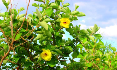 小众送妈妈的花有哪些花